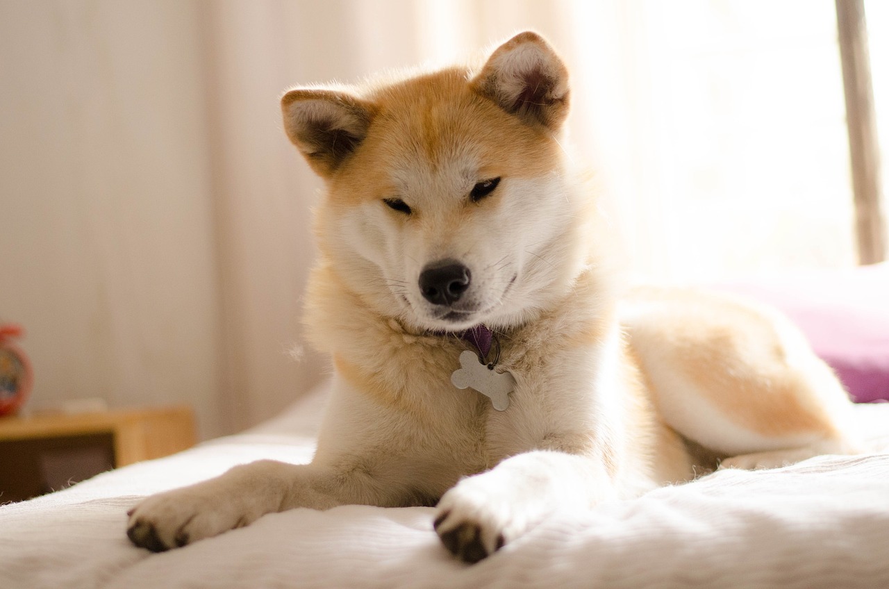 The Traits of the Shiba Inu - Cuteness and Independence